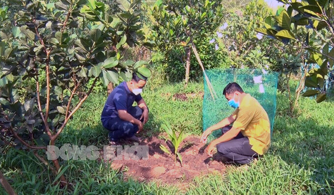 Mô hình trồng dừa sáp nuôi cấy mô - hướng đi mới cho nông nghiệp đô thị TP. Bến Tre. Ảnh: Hồng Quốc