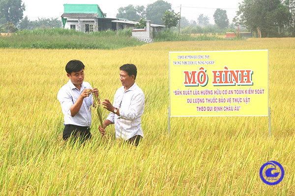 Ruộng trồng lúa theo mô hình của ông Huỳnh Văn Triều.