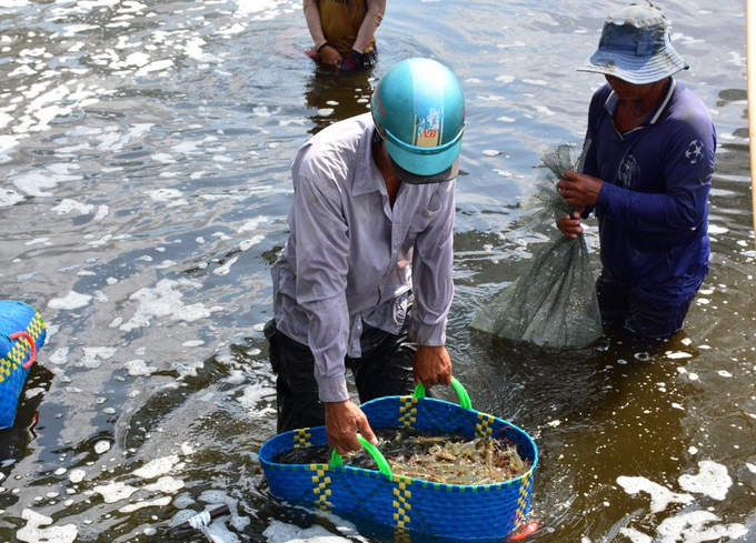 Nuôi tôm 3 giai đoạn mang lại hiệu quả kinh tế cao.