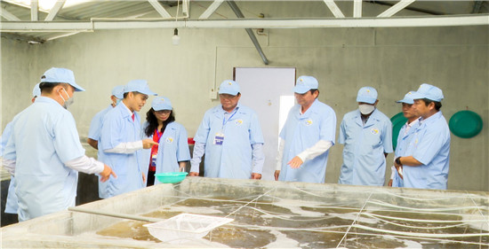 Tham quan nơi sản xuất tôm giống Công ty Cổ phần Việt – Úc, Bạc Liêu. Ảnh: travinhgov.