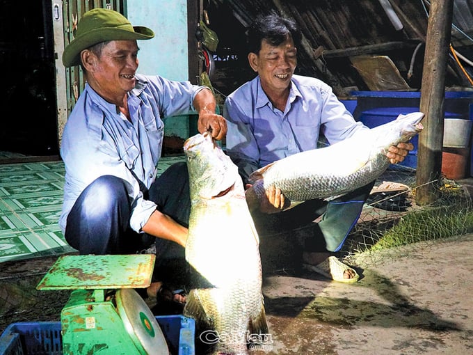 Niềm vui của ông Ba Hùng (bên trái) khi thu hoạch được cá chẽm to.