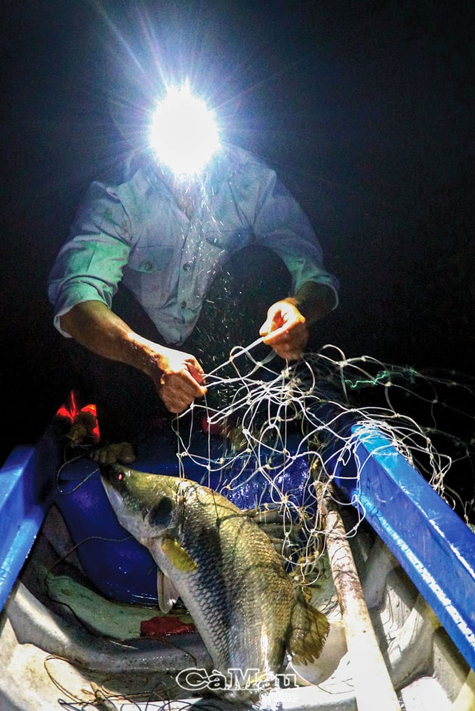 Mùa này ngư dân thăm lưới cá chẽm vào khoảng 2 giờ sáng, đây là thời điểm đầu con nước ròng nên cá sẽ hoạt động mạnh vào khu vực bãi cạn mà ngư dân đã bố trí lưới sẵn.