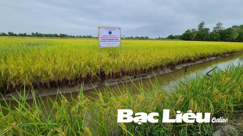 Mô hình lúa thơm - tôm sạch ở huyện Phước Long. (Ảnh: baobaclieu.vn)
