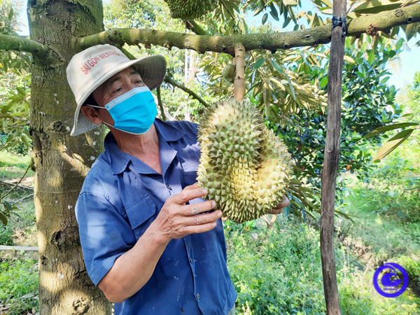 Nông dân chăm sóc sầu riêng.