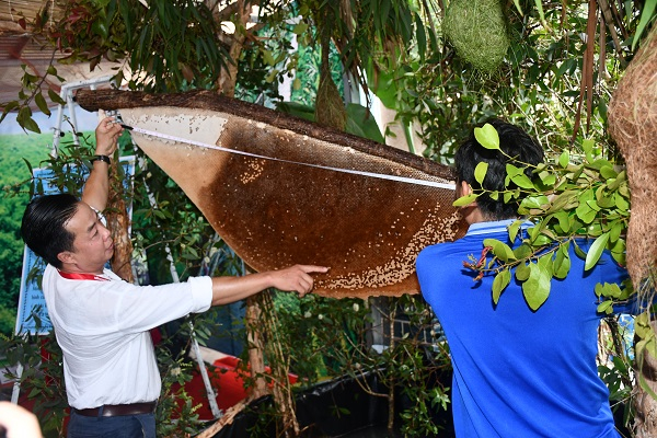 Tổ ong lớn nhất Việt Nam. Ảnh camaugov.