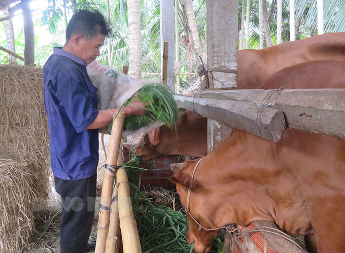 Ông Văn Công Sơn chăm sóc đàn bò của gia đình.