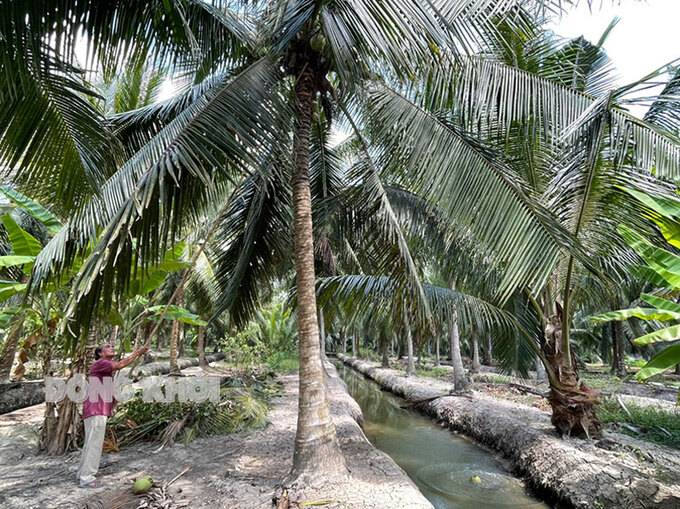 Vườn dừa hữu cơ của ông Võ Văn Mai (ấp Vinh Châu, xã Vang Quới Tây) cho thu nhập từ 9 - 14 triệu đồng/tháng. Ảnh: T. Hương