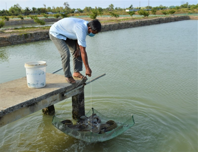 Nuoi ca Chinh lam giau - VOV