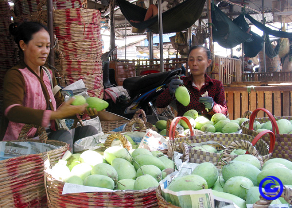 Thu hoạch xoài cát Hòa Lộc tại huyện Cái Bè.