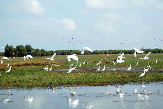 Lúa ma Tràm Chim là nơi trú ngụ và cung cấp thức ăn chủ yếu cho nhiều loài chim, loài cá. (Ảnh: Internet)