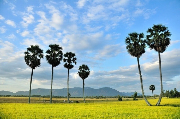 Cánh đồng thốt nốt vàng ươm như mật ong ngày vào vụ.