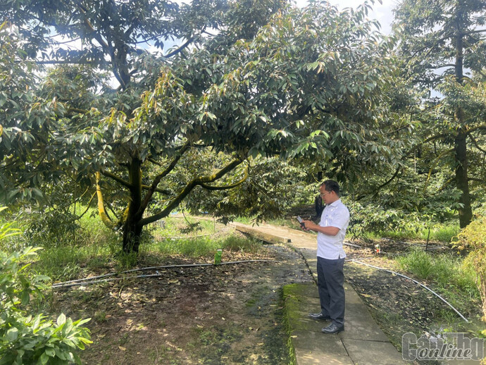 Anh Nguyễn Văn Nhuận, ấp Trường Tây, xã Tân Thới, huyện Phong Điền thực hiện thao tác điều khiển hệ thống tưới nước tự động trên điện thoại di động thông minh để tưới nước cho vườn sầu riêng...