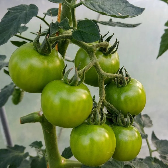 Cà chua xanh có nhiều tác dụng với sức khỏe. (Ảnh: Internet)