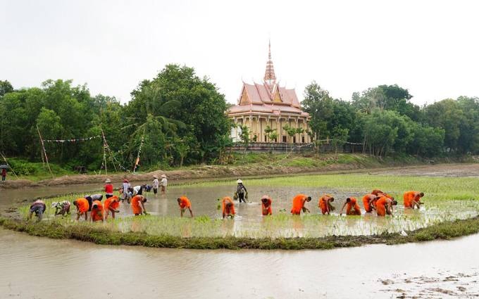 Lễ hội cấy mạ của nông dân và sư thầy phía sau chùa Rô. Ảnh: Tour du lịch miền Tây