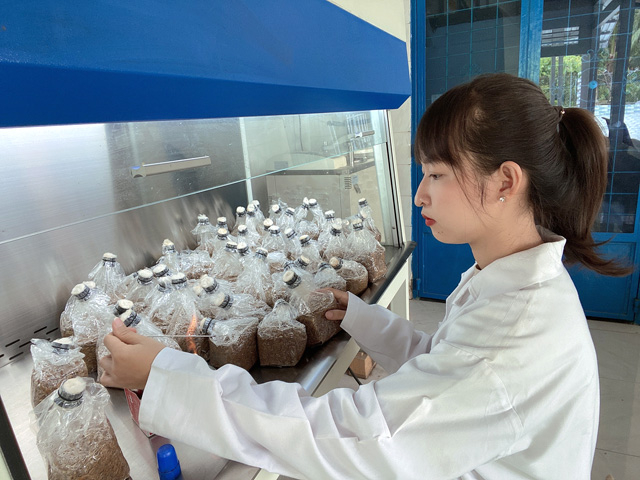 Chị Phạm Thị Phước Vân đang nghiên cứu các phôi giống nấm chất lượng cung ứng cho nhu cầu thị trường