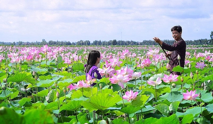 Đồng Tháp có nhiều hướng đi mới khi kết hợp du lịch với phát triển nông nghiệp. (Ảnh: Internet)