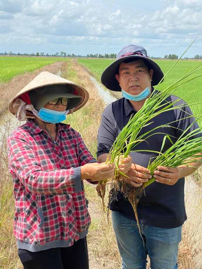 Cây lúa canh tác theo hướng hữu cơ từ phân hữu cơ vi sinh của GAVI cây lúa khỏe, rễ dài