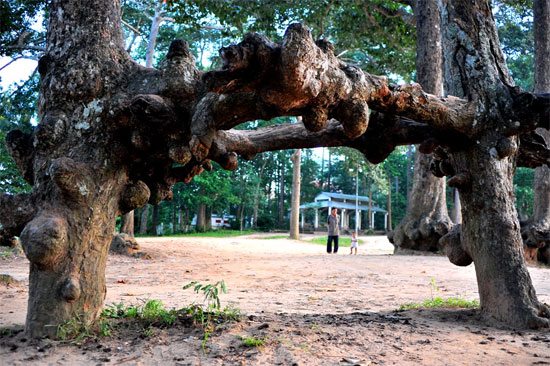 Những cây cổ thụ với gốc rễ to lớn, uốn nắn tạo thành nhiều hình thù độc đáo, thú vị. Ảnh: Du lịch miền Tây.