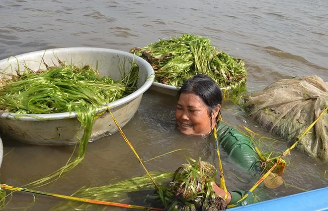 Bà con phấn khởi thu hoạch Hẹ nước trong mùa nước nổi. Ảnh: Tép Bạc.