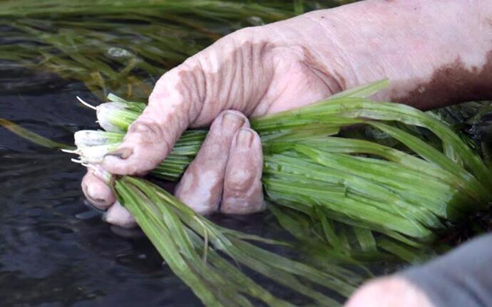 Màu lá Hẹ tươi mắt được thu hoạch trong mùa lũ về. Ảnh: Dân Việt.