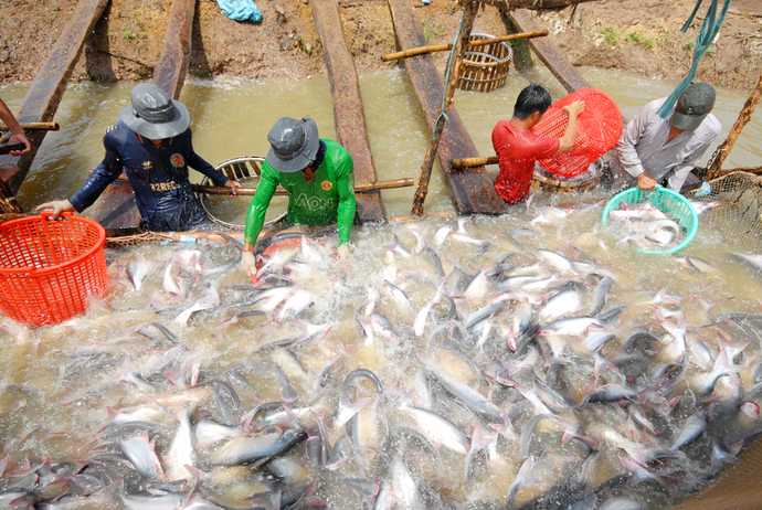 Thu hoạch cá tra tại Cù lao Tân Lộc. Ảnh minh họa.