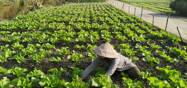 Cải tùa xại là loại cây trồng phổ biến ở huyện U Minh, Cà Mau.