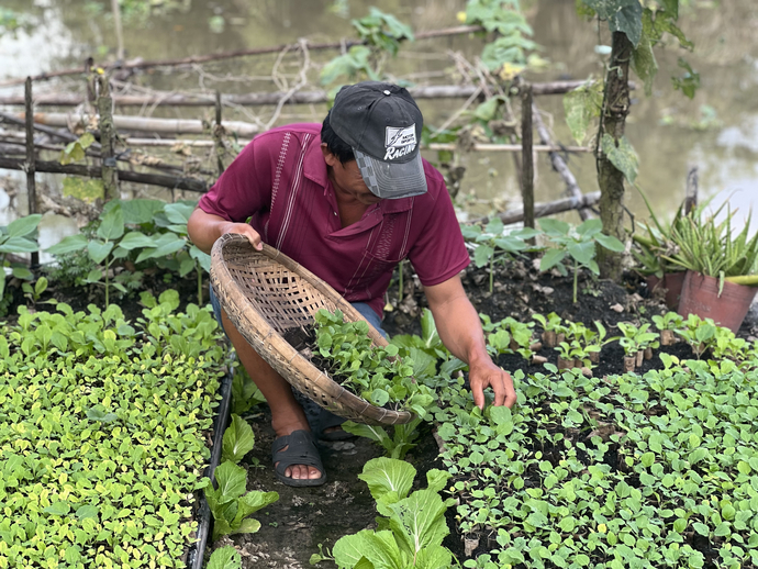 Người dân ở làng hoa Xáng Mới, thị trấn Gạch Ròi, huyện Châu Thành A phấn khởi nhân giống cây để mang ra chợ bán.