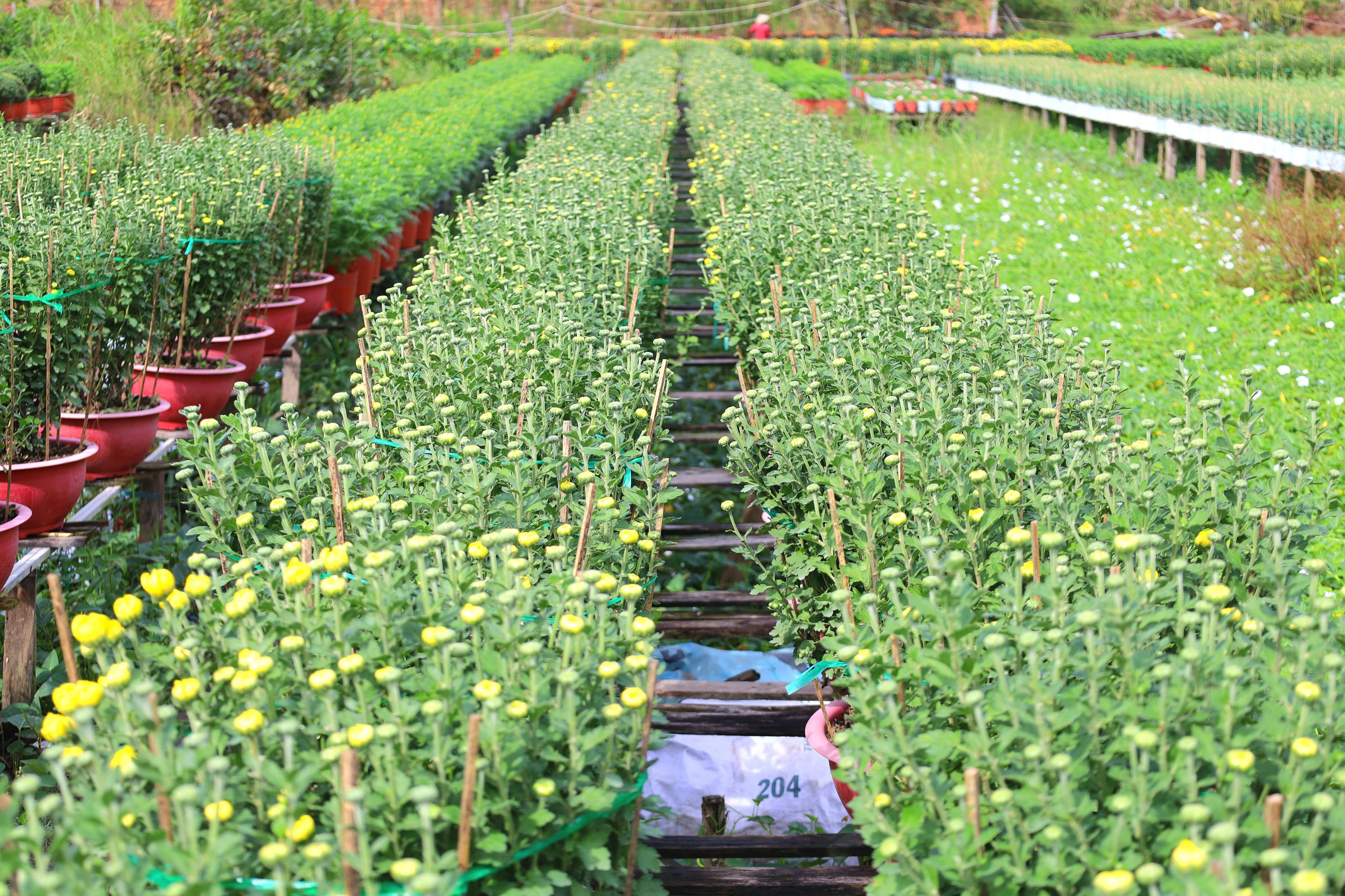 Năm nay làng hoa của quận Bình Thủy sẽ cho ra thị trường trên 280.000 chậu hoa kiểng các loại.