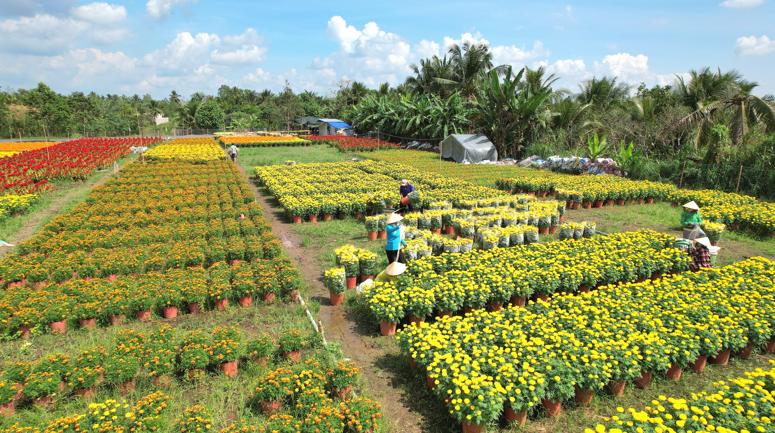 Nông dân tại phường Phú Thứ, quận Cái Răng đang tất bật đưa hoa ra chợ phục vụ Tết nguyên đán Quý Mão 2023.