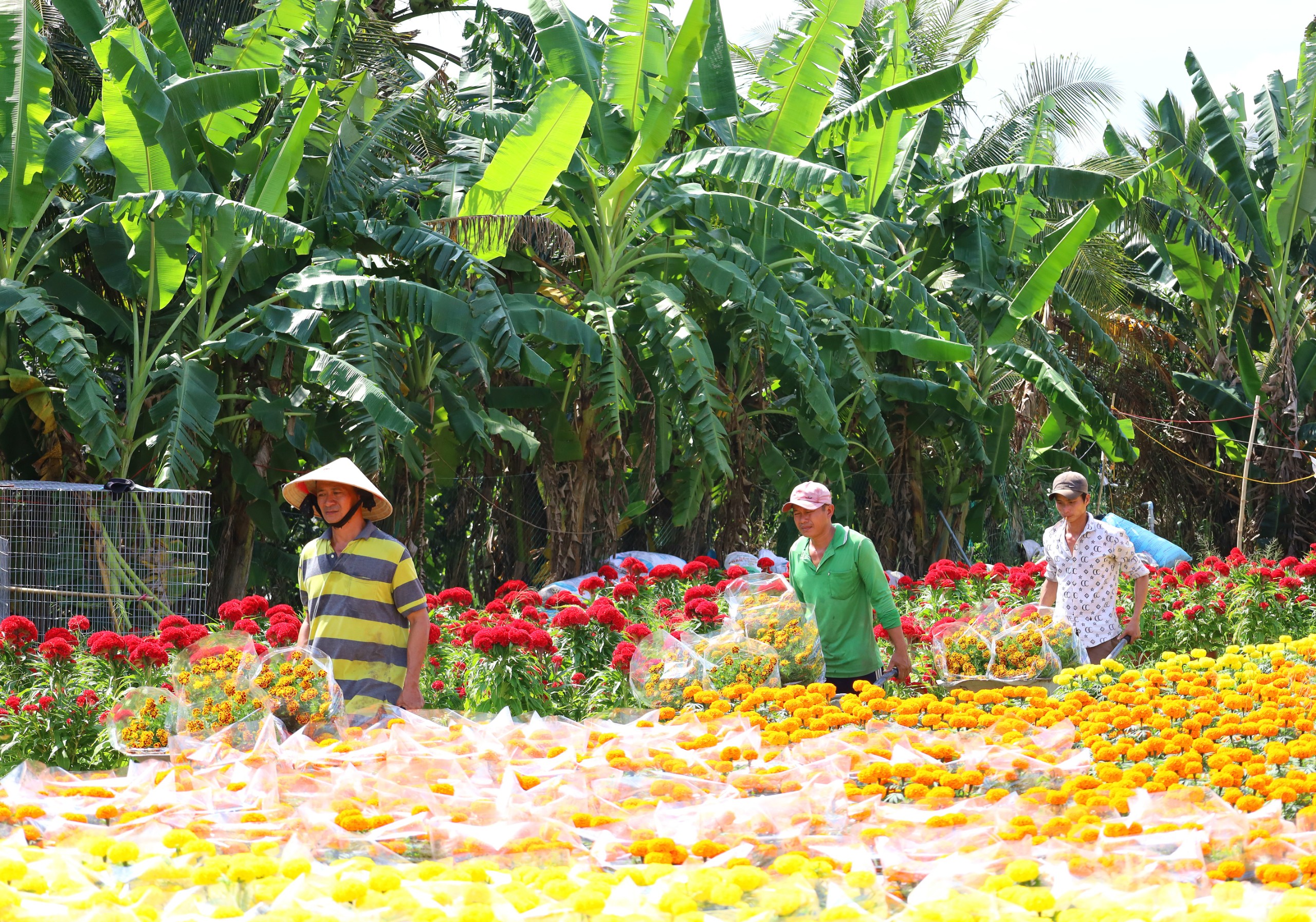 Nông dân đẩy hoa từ ruộng ra xe tải để đưa đến các chợ trên địa bàn thành phố.
