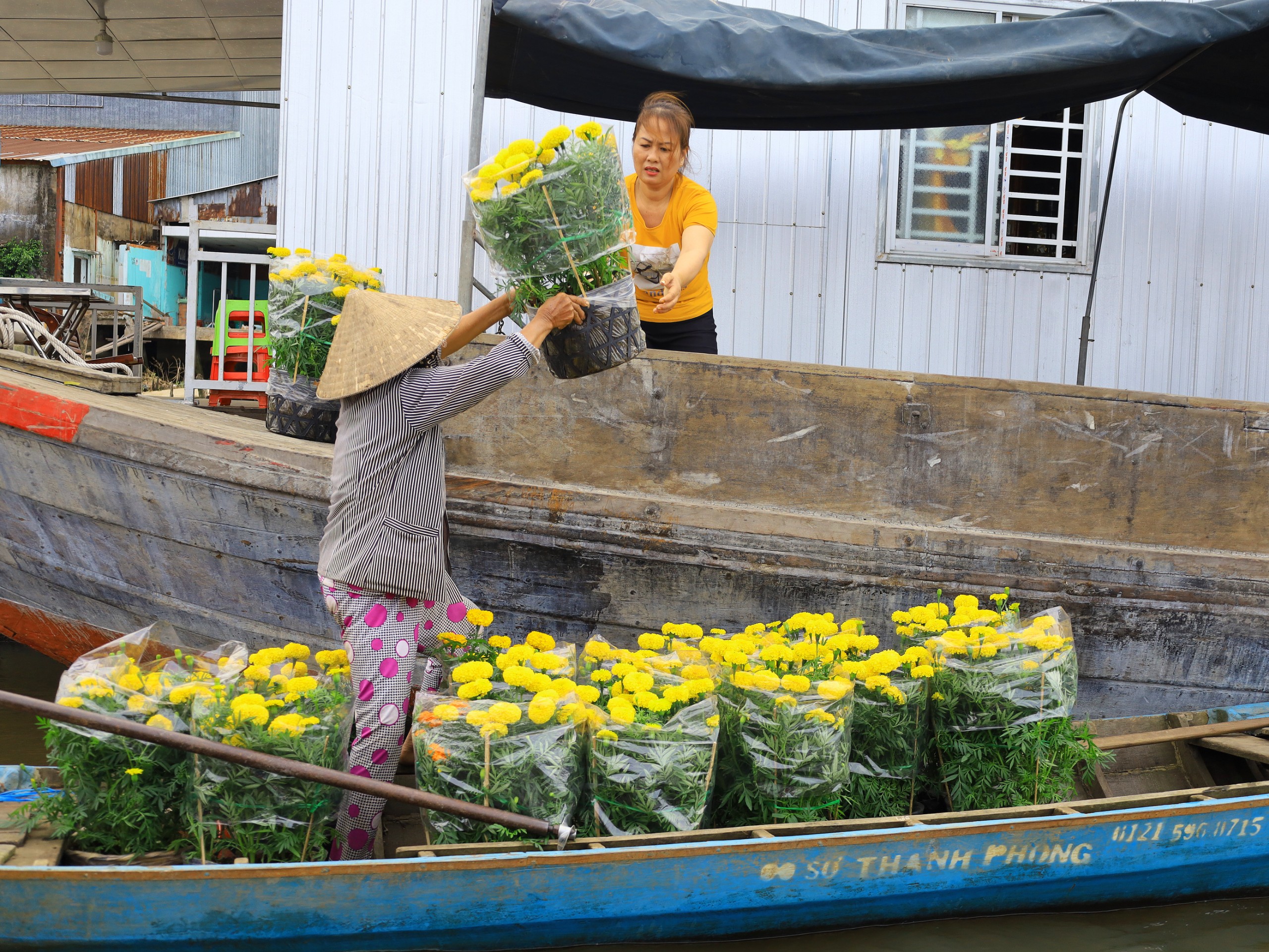 Dân thương hồ mua hoa vạn thọ tại chợ nổi với giá 40.000 đồng mỗi chậu, chưng lên ghe để đón Tết.