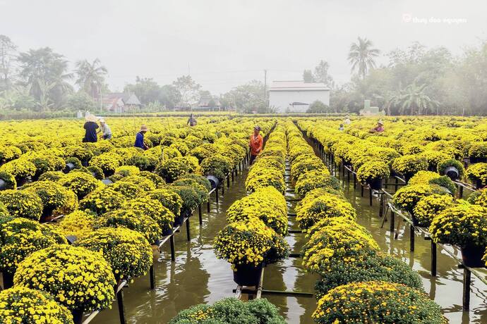 Nghề hoa là nghề truyền thống, ngành kinh tế chủ lực của TP Sa Đéc.