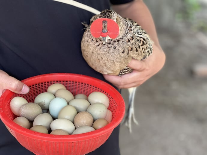 Mỗi ngày cứ khoảng 100 con mái, sẽ thu hoạch được hơn 70 trứng chim. Một con chim mái trung bình một năm sẽ đẻ từ 50 – 70 trứng, nếu chăm tốt thì 120 – 180 trứng dao động mang lại hiệu quả kinh tế cao.