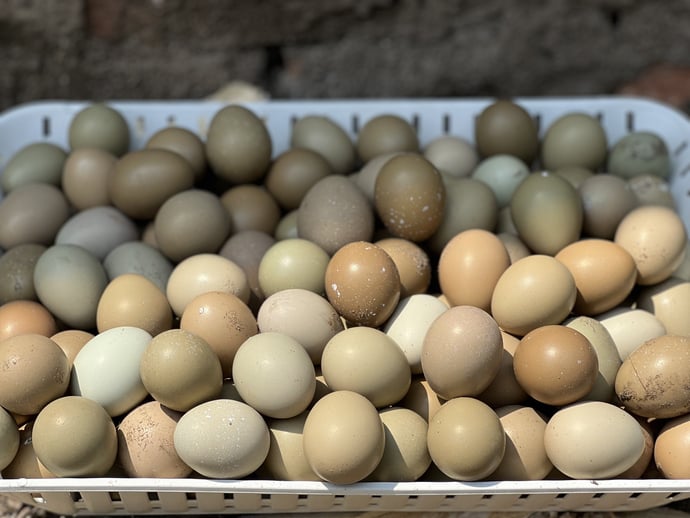 Bên cạnh việc cung cấp con giống, trại chim trĩ của anh Nguyễn Hồng Quang con cung cấp chim thịt và trứng chim trĩ đi khắp các tỉnh miền Tây và ra miền Bắc.