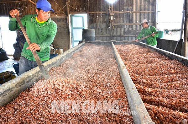 Quy trình sấy tôm khô của nông dân xã Vĩnh Phong, huyện Vĩnh Thuận (Kiên Giang).