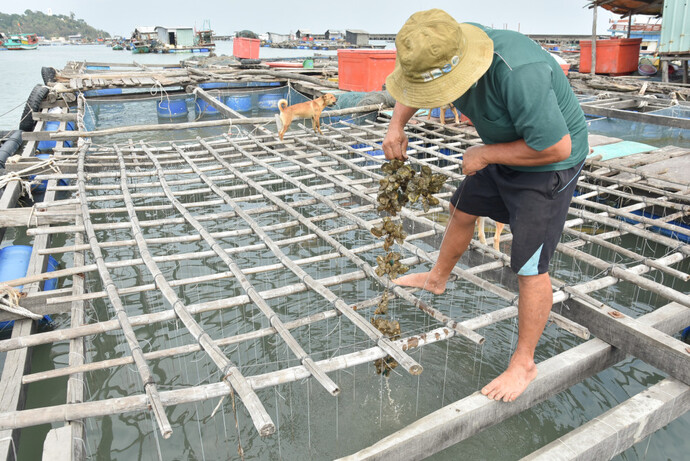 Hàu nuôi của gia đình chị Thắm đã gần thu hoạch nhưng nay chỉ còn trơ vỏ.