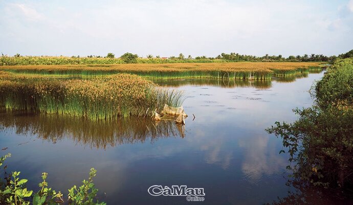 Cánh đồng năn tượng trên đầm tôm xanh rờn ven đê biển Tây đưa chúng ta quay trở lại cuộc sống gần gũi với thiên nhiên.