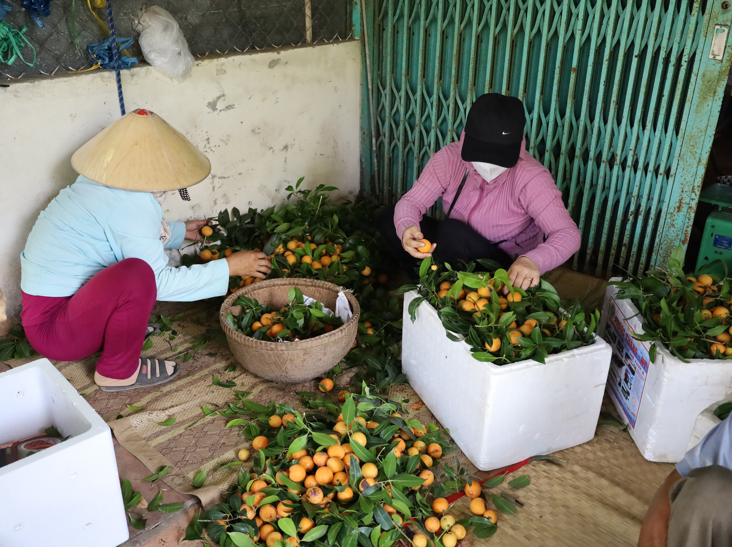 Nông dân lựa chọn Thanh trà thu hoạch xong để bỏ ra những trái hư hỏng.