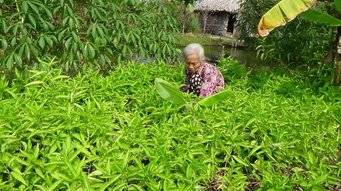 Bác Dung trồng vườn thuốc nam trên 1.000 m² để cung cấp nguồn dược liệu cho Phước Y viện.