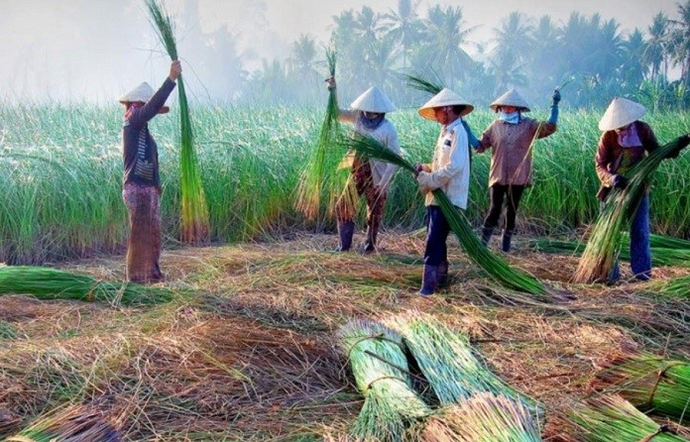 Chẳng ai rõ nghề chiếu làng Định Yên là do ai mang về. (Ảnh: st)