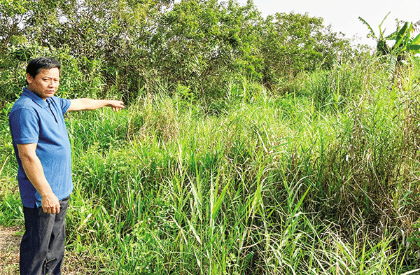 Phần diện tích đất vườn của ông Âu Ký Dũng bị bỏ hoang nhiều năm, không dám cải tạo trồng mới do nằm trong khu vực quy hoạch dự án Trung tâm HLTTQG tại TP Cần Thơ.