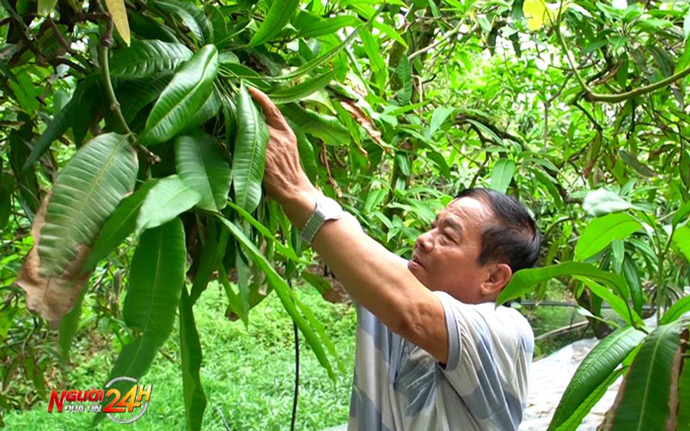 Ông Huỳnh Thanh Bá chăm sóc vườn xoài