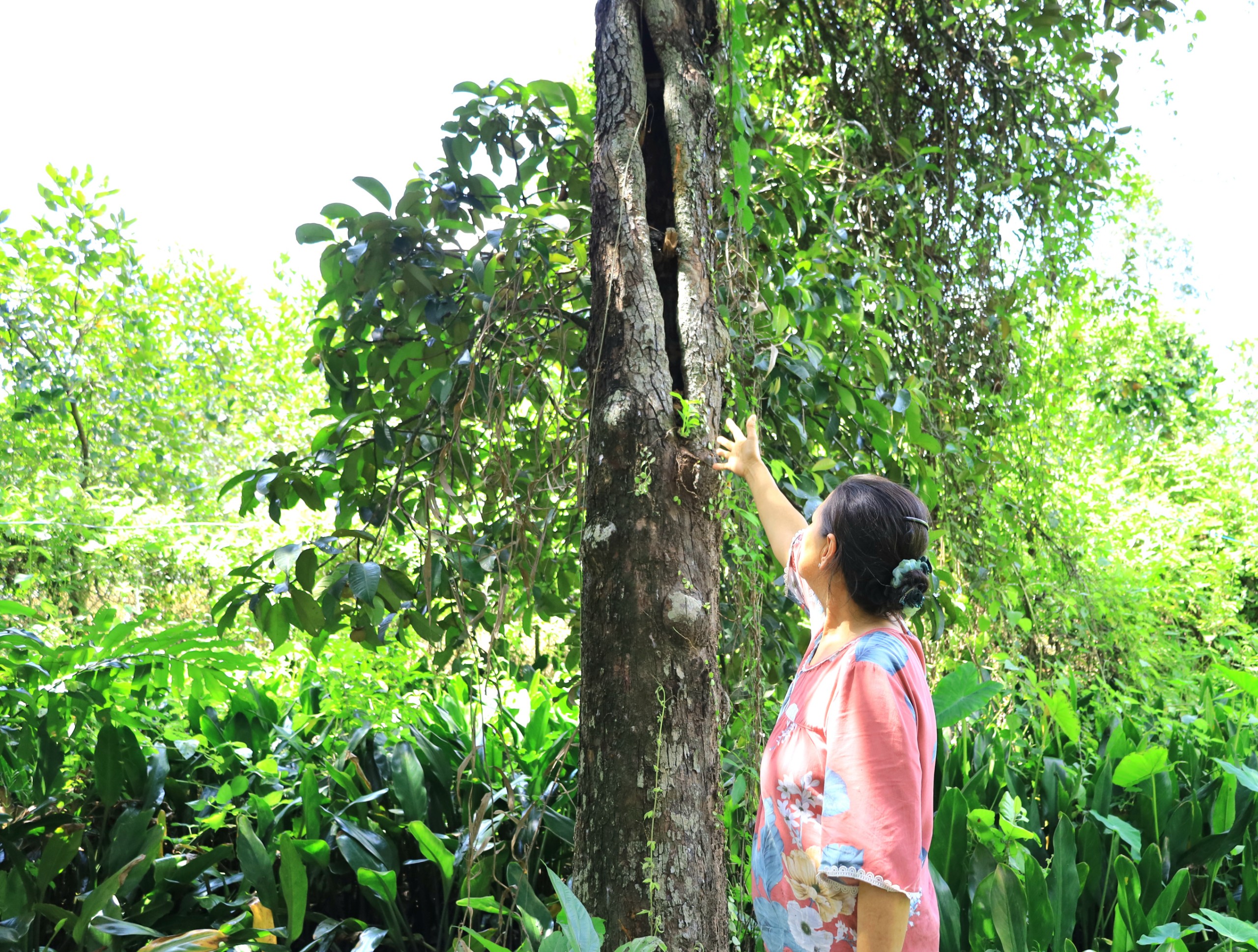 Cô Võ Thị Mai Lan, chủ vườn Măng cụt Lan Dung chỉ những thân cây bị bom rơi đạn lạc trúng, mang vết thương dài khoét rỗng bên trong, mà theo năm tháng, vẫn kiên cường sống cho sai trái mỗi vụ.