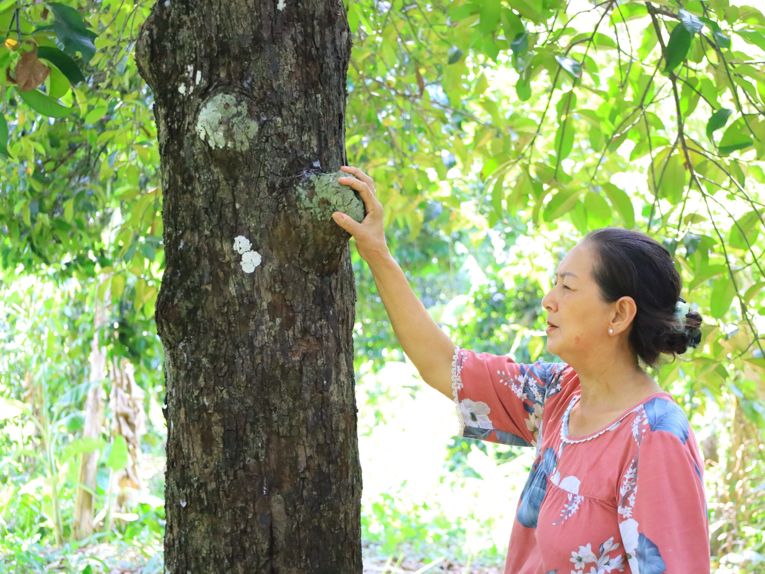 Cây măng cụt có tuổi thọ gần 200 năm tuổi có nhiều nu lớn trên thân cây.