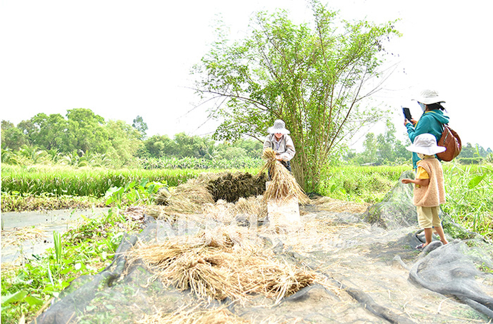 Khách du lịch trải nghiệm tại trang trại lúa mùa Tư Việt, huyện Châu Thành.