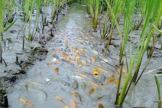 Mô hình canh tác trồng lúa xen lẫn nuôi cá giúp phát triển kinh tế hiệu quả. (Ảnh minh họa)