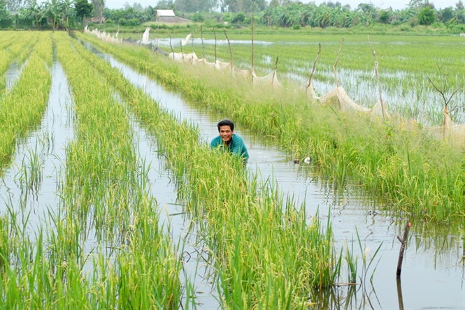 Nuôi cá trong ruộng lúa giúp tăng sản lượng và chất lượng lúa. (Ảnh: Internet)