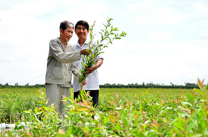 Ông Nguyễn Văn Mười, ngụ ấp Thạnh Hiệp, xã Thạnh Lộc, huyện Giồng Riềng (Kiên Giang) cùng con trai kiểm tra tràm giống.