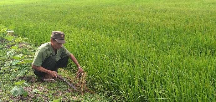 Chú Hùng đang dọn cỏ, chăm sóc ruộng lúa.