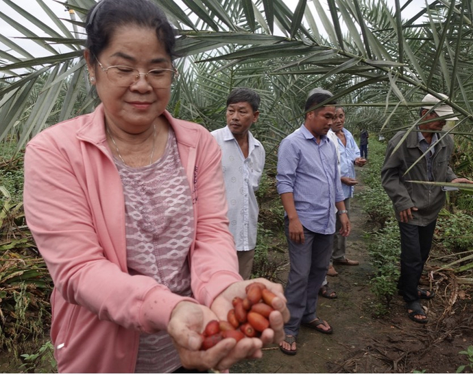 Nhà đầu tư tham quan khu vườn chà là Barhee tại nhà vườn Long An.